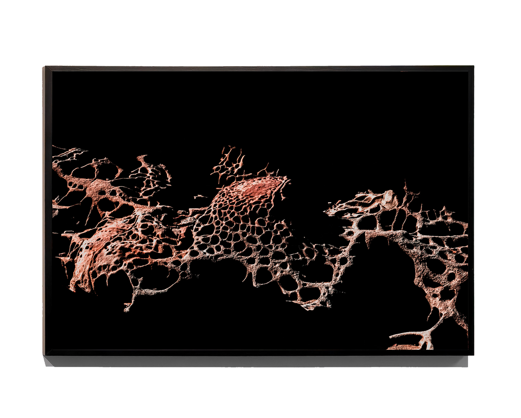 Porous - Fine Art Print