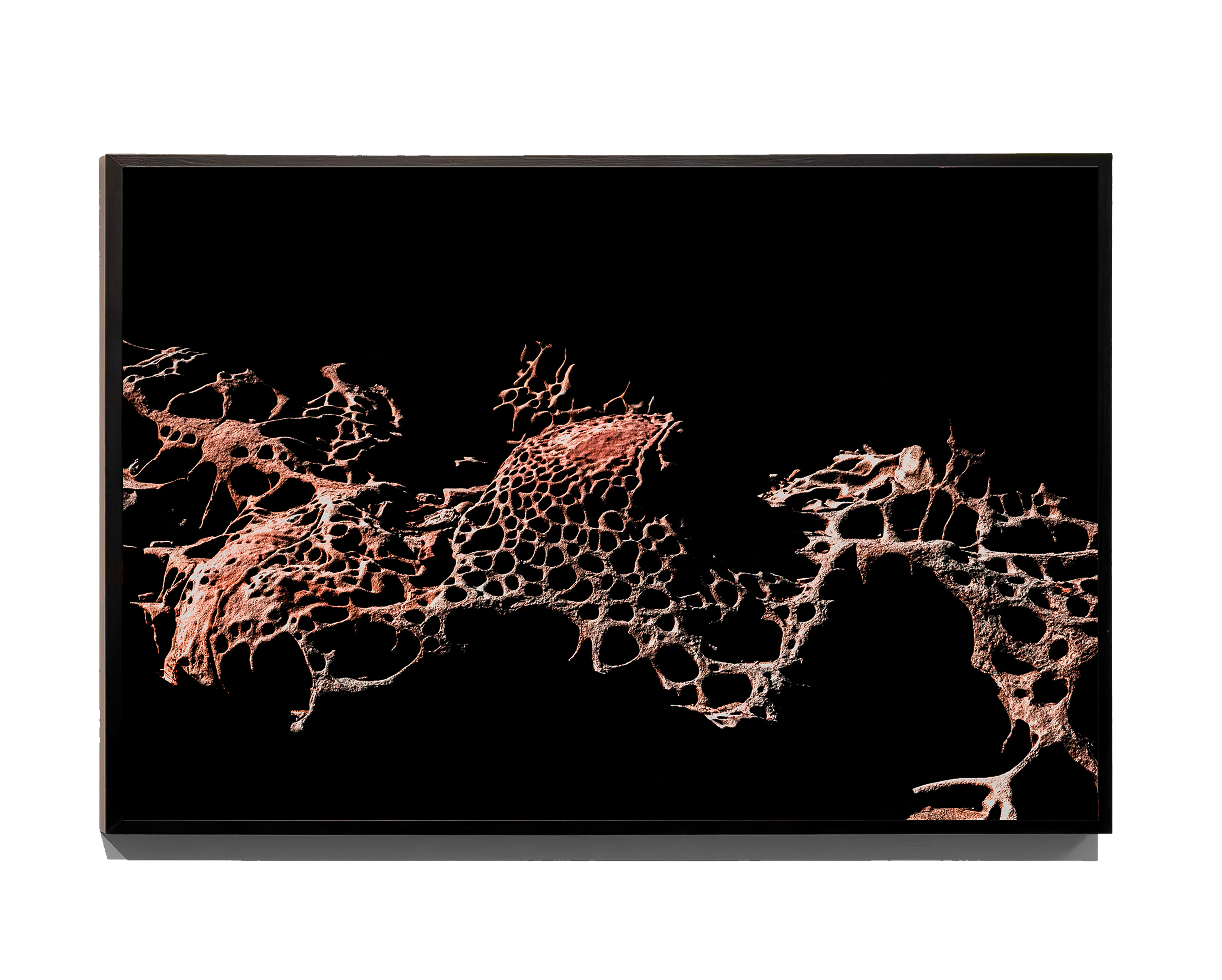 Porous - Fine Art Print