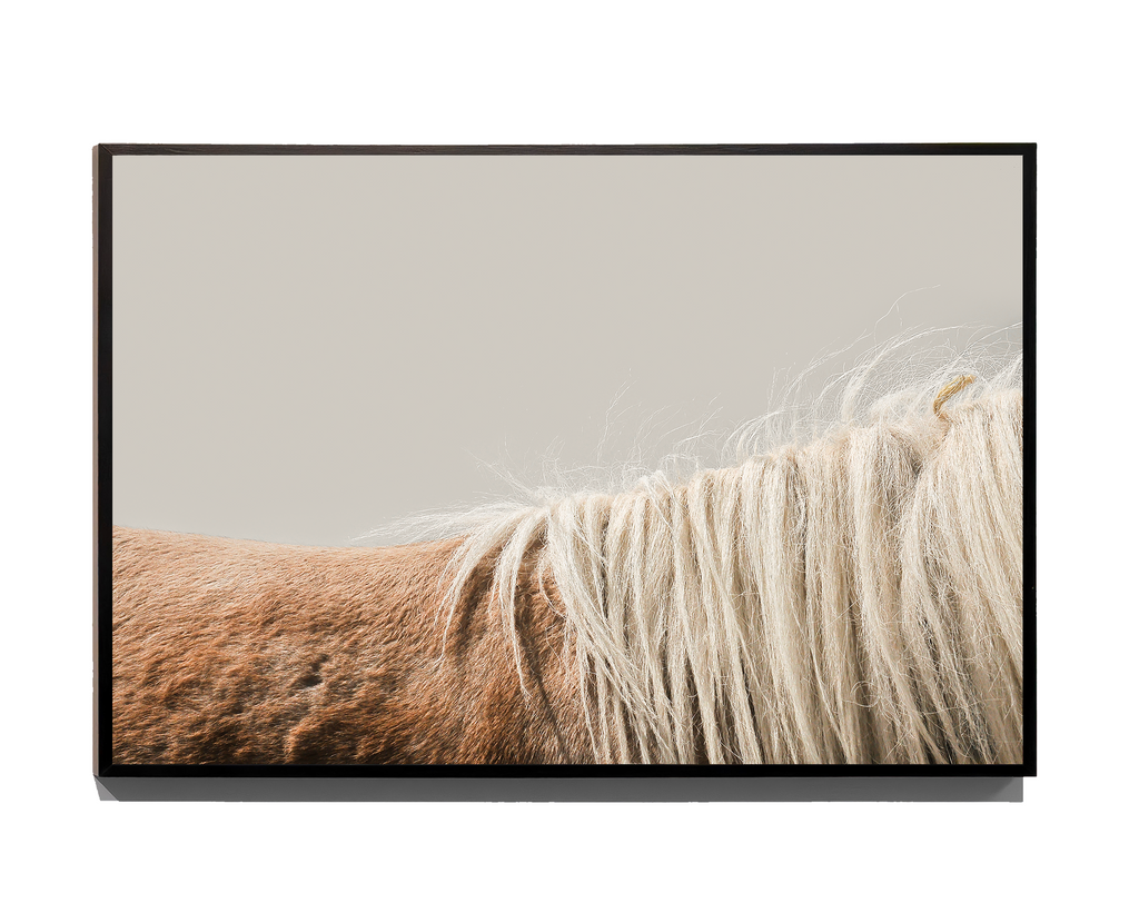 Shell - Fine Art Print