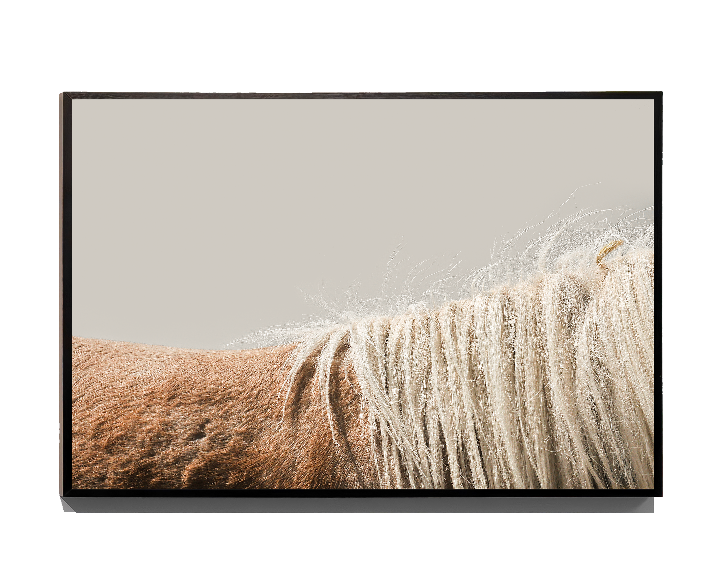 Shell - Fine Art Print